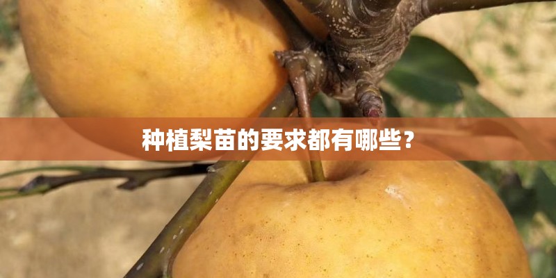 种植梨苗的要求都有哪些？
