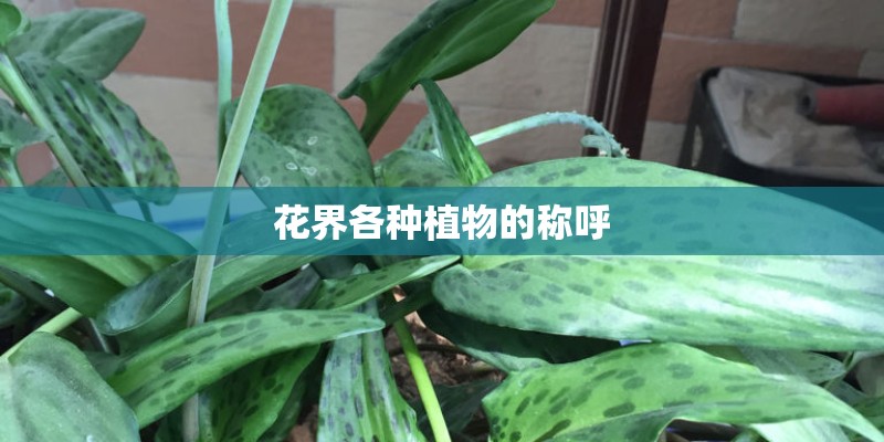 花界各种植物的称呼
