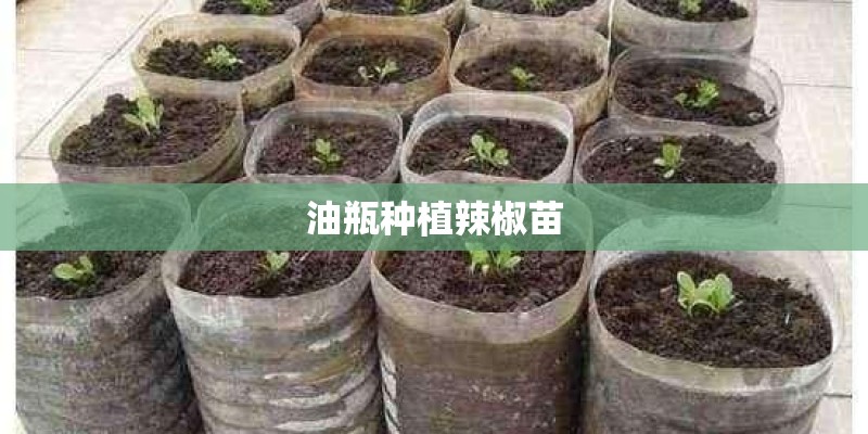 油瓶种植辣椒苗