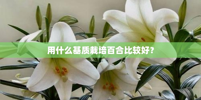 用什么基质栽培百合比较好？