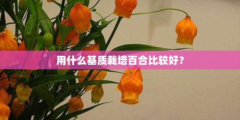 用什么基质栽培百合比较好？