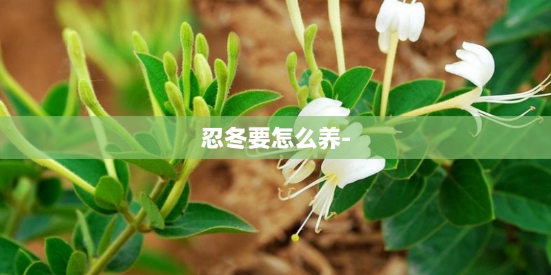 忍冬要怎么养-