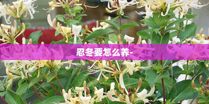 忍冬要怎么养-