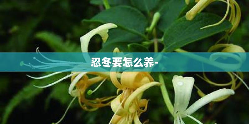 忍冬要怎么养-