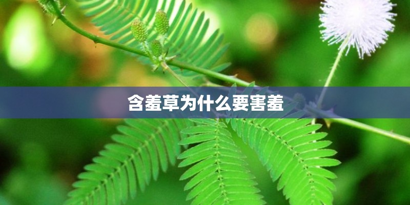含羞草为什么要害羞