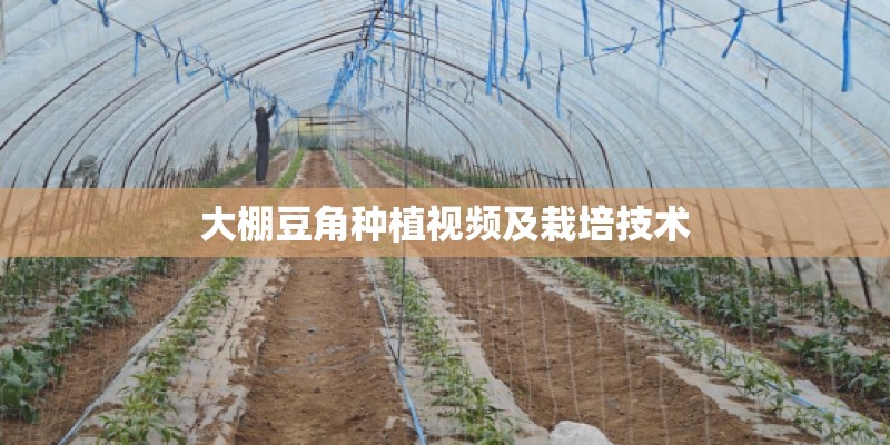 大棚豆角种植视频及栽培技术