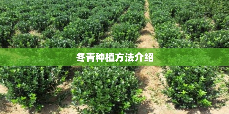 冬青种植方法介绍