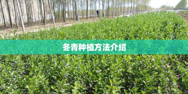 冬青种植方法介绍