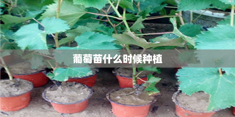 葡萄苗什么时候种植
