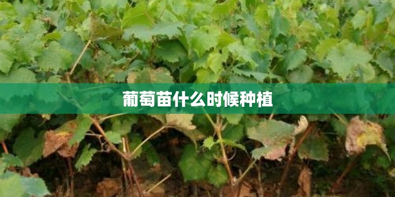 葡萄苗什么时候种植