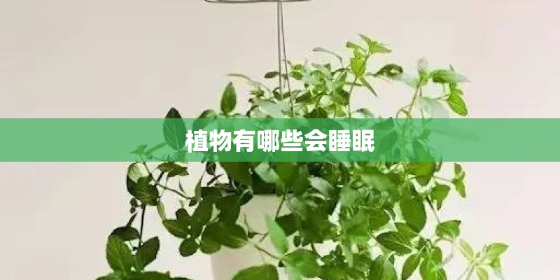 植物有哪些会睡眠 植物有哪些会睡眠