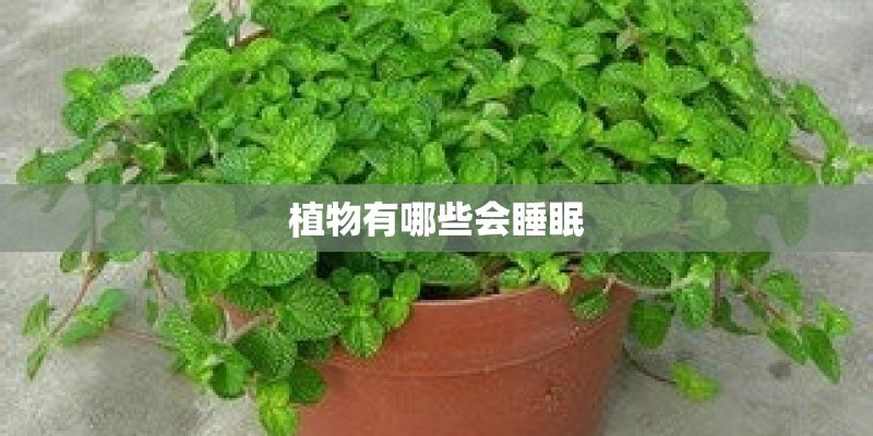 植物有哪些会睡眠 植物有哪些会睡眠