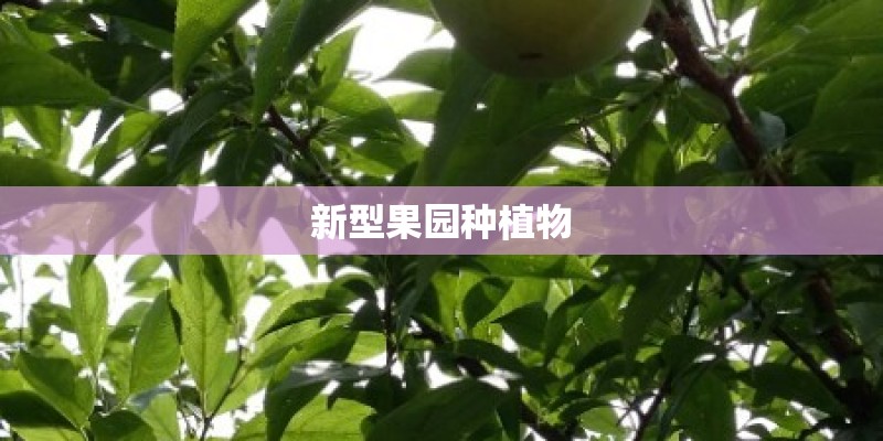 新型果园种植物 新型果园种植物