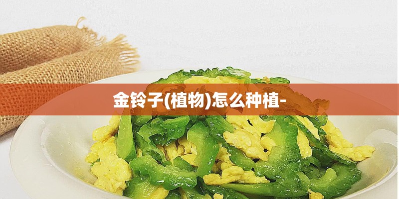 金铃子(植物)怎么种植-