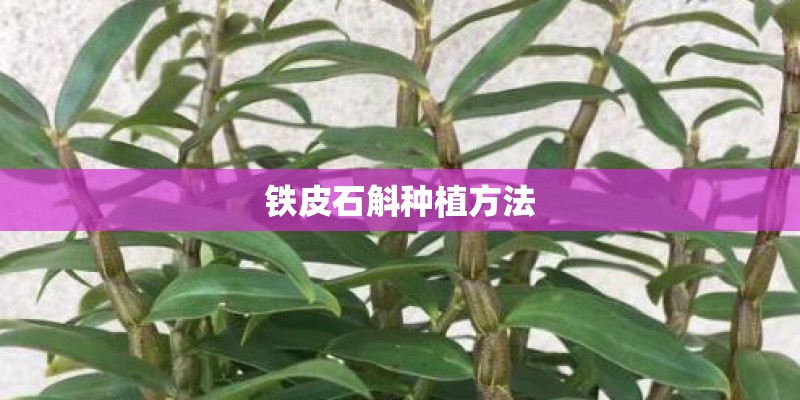 铁皮石斛种植方法