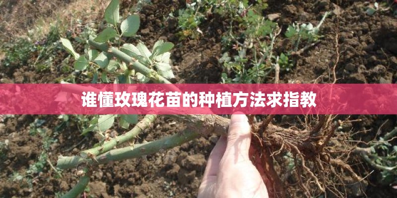 谁懂玫瑰花苗的种植方法求指教