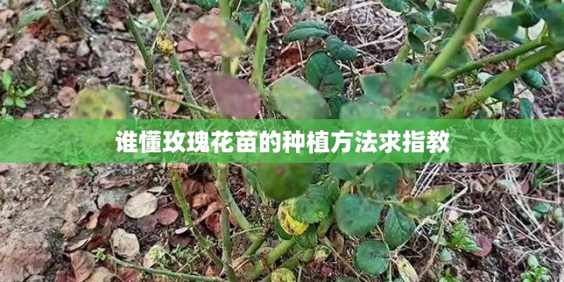 谁懂玫瑰花苗的种植方法求指教