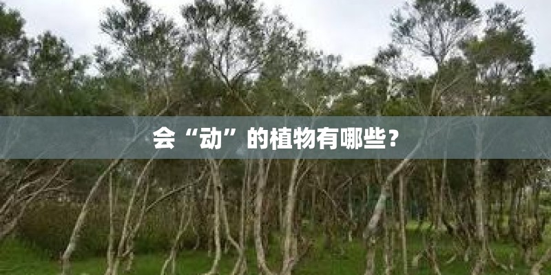 会“动”的植物有哪些？