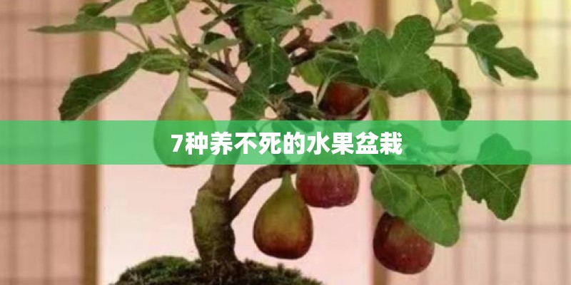 7种养不死的水果盆栽