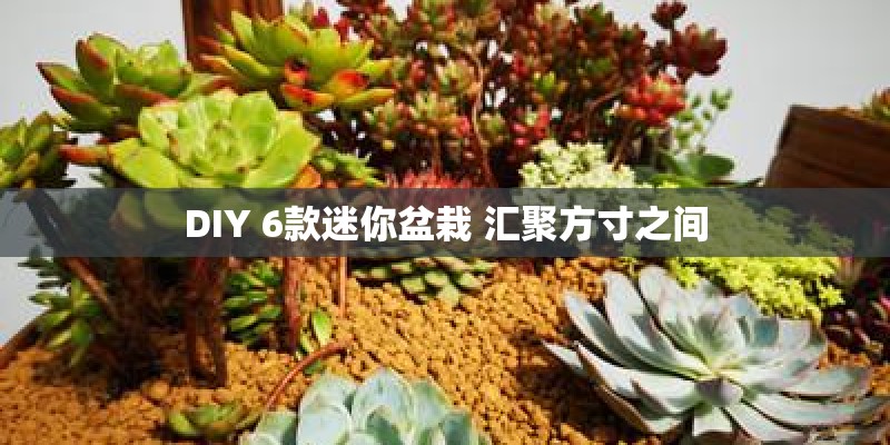 DIY 6款迷你盆栽 汇聚方寸之间