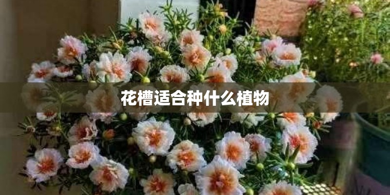 花槽适合种什么植物