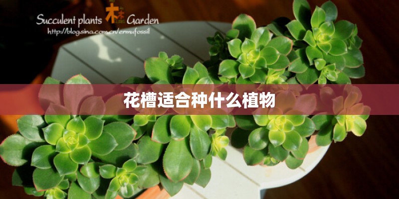 花槽适合种什么植物