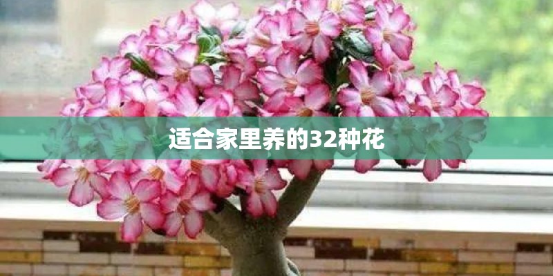 适合家里养的32种花