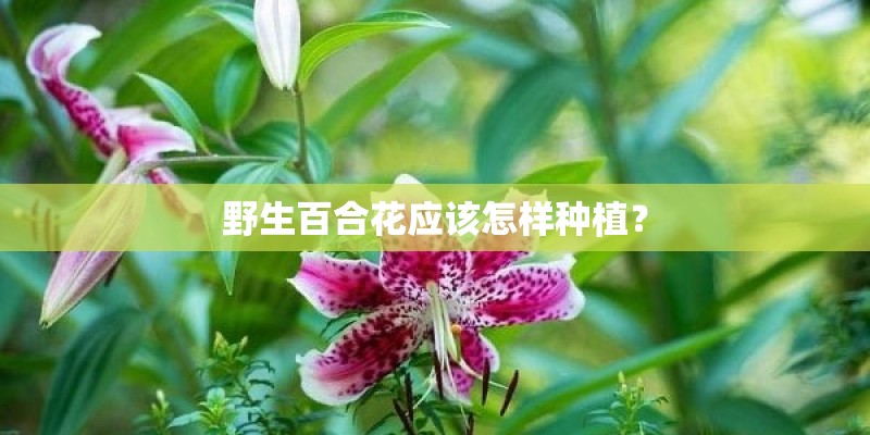 野生百合花应该怎样种植？