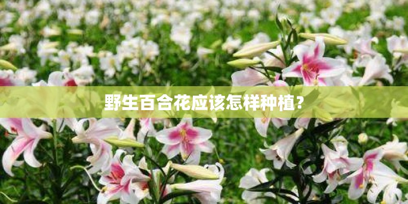 野生百合花应该怎样种植? 野生百合花应该怎样种植?