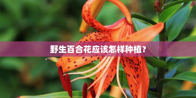 野生百合花应该怎样种植? 野生百合花应该怎样种植?