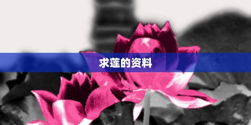 求莲的资料