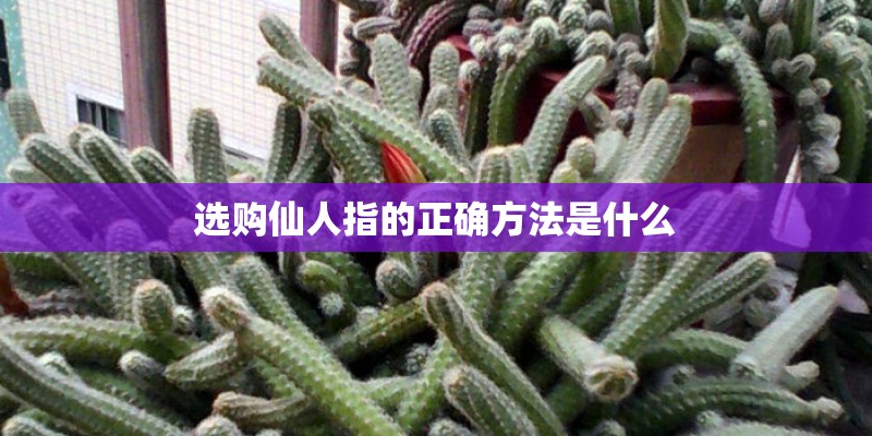 选购仙人指的正确方法是什么