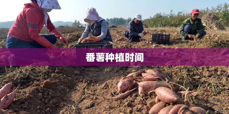 番薯种植时间