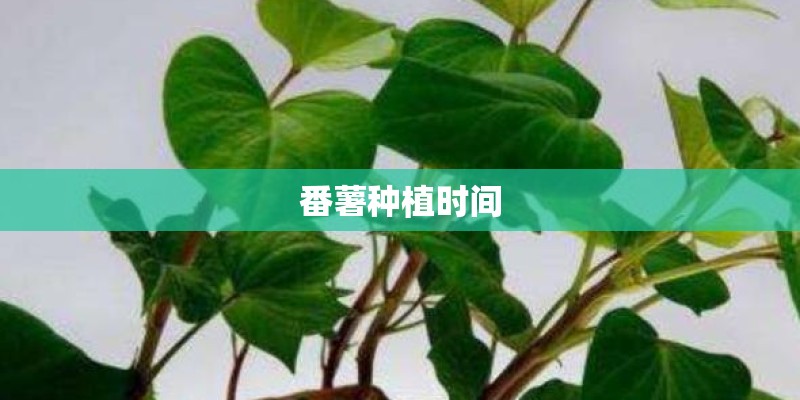 番薯种植时间