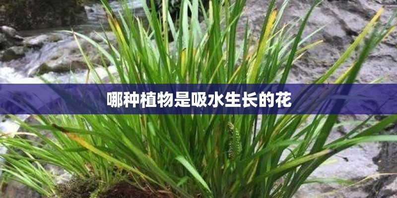 哪种植物是吸水生长的花