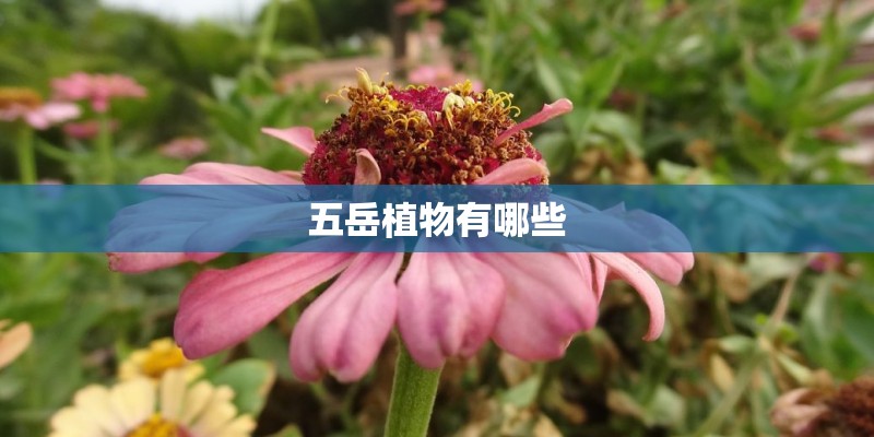 五岳植物有哪些