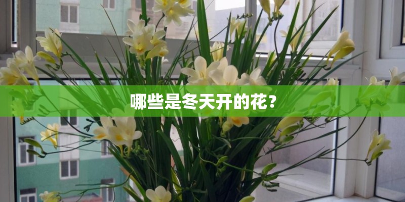 哪些是冬天开的花？