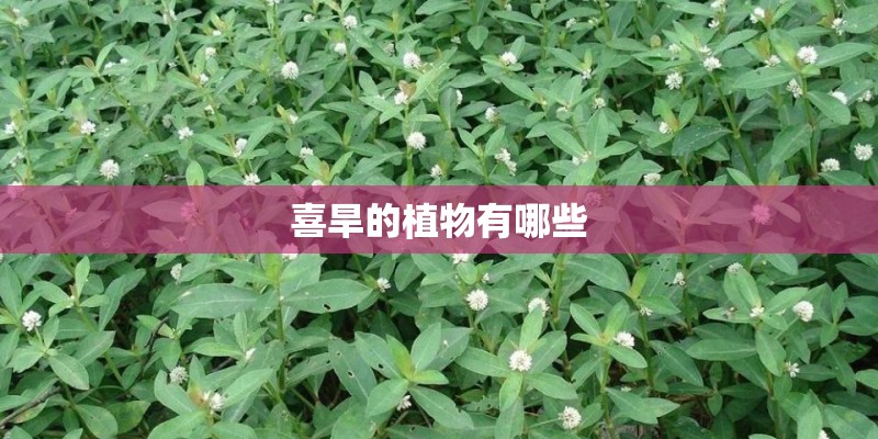 喜旱的植物有哪些 喜旱的植物有哪些
