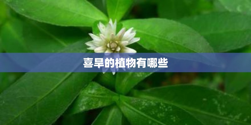 喜旱的植物有哪些 喜旱的植物有哪些