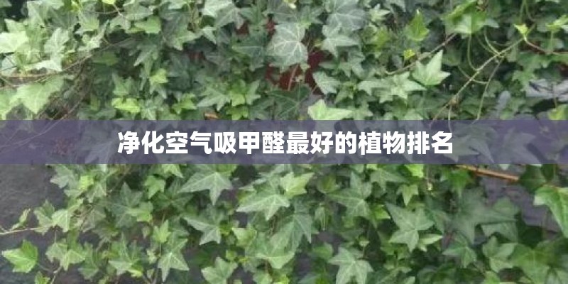 净化空气吸甲醛最好的植物排名