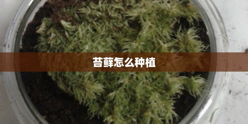 苔藓怎么种植