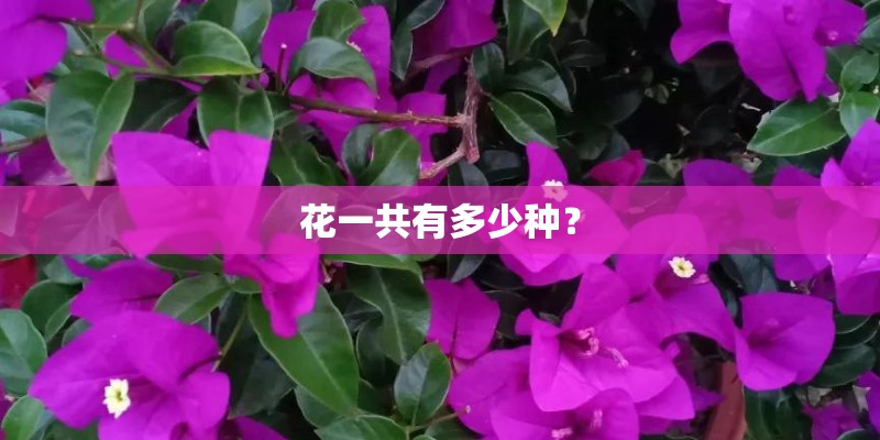 花一共有多少种？