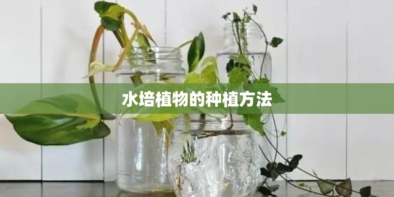 水培植物的种植方法