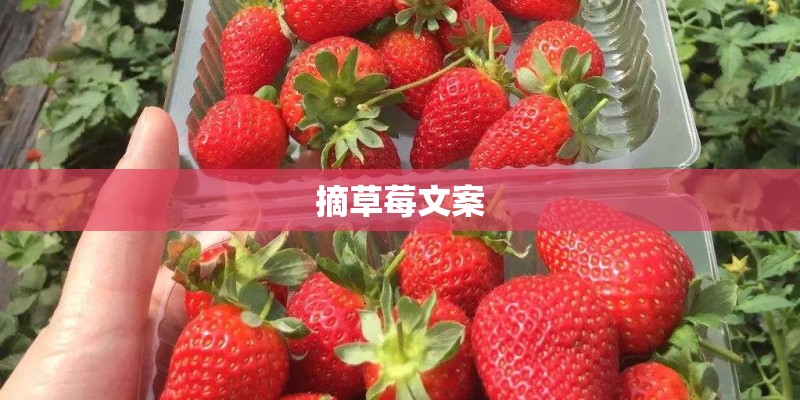 摘草莓文案