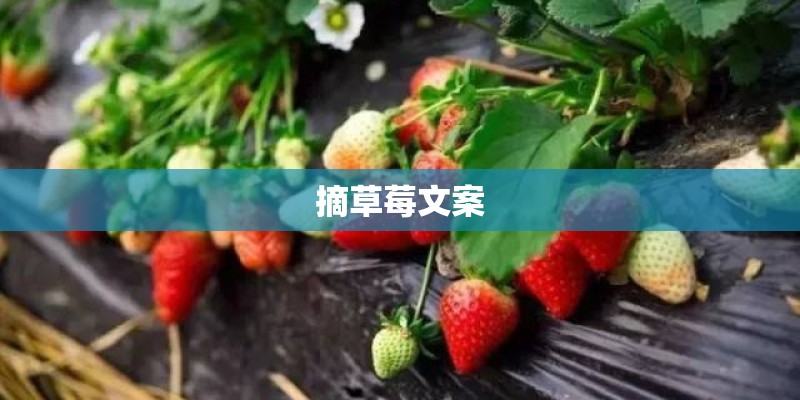 摘草莓文案