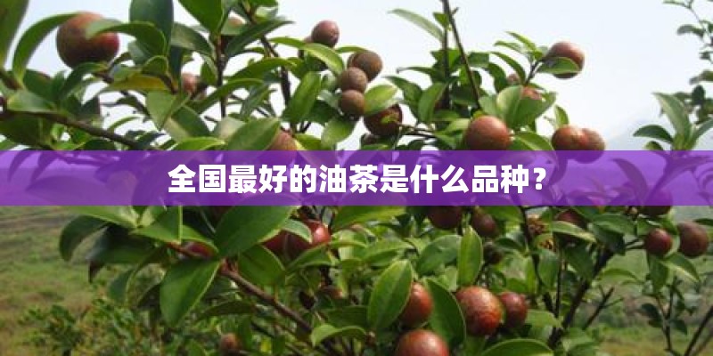 全国最好的油茶是什么品种? 全国最好的油茶是什么品种?