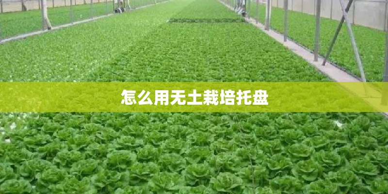 怎么用无土栽培托盘