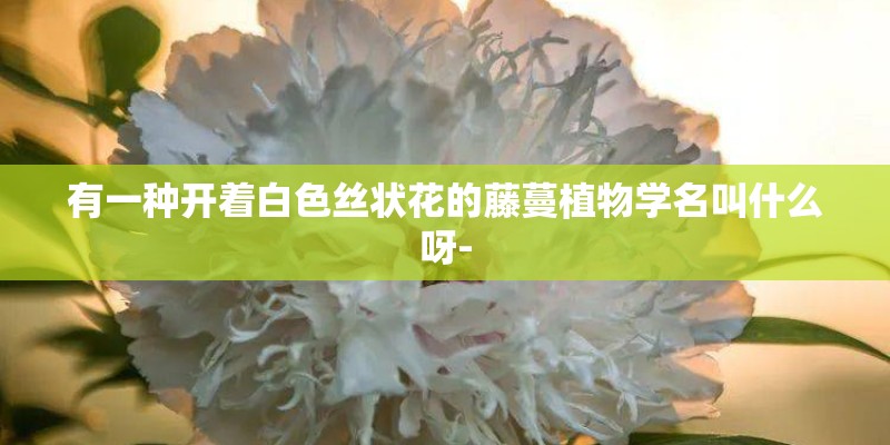 有一种开着白色丝状花的藤蔓植物学名叫什么呀-