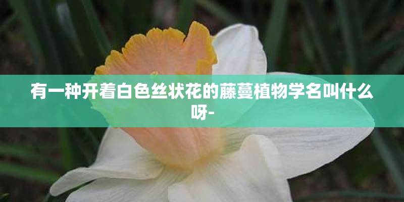 有一种开着白色丝状花的藤蔓植物学名叫什么呀-