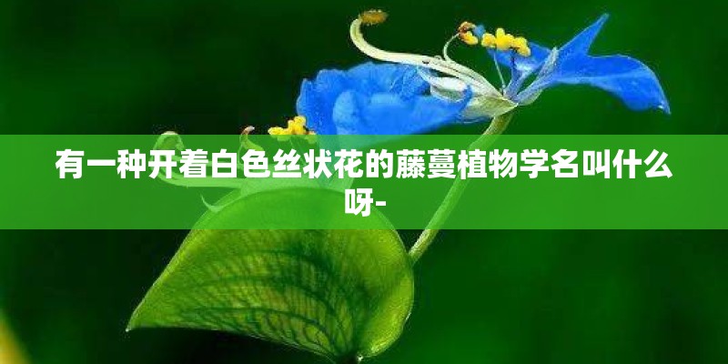 有一种开着白色丝状花的藤蔓植物学名叫什么呀-